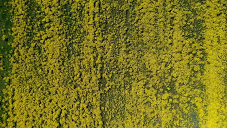 Feld-Mit-Schönen-Gelben-Blumen