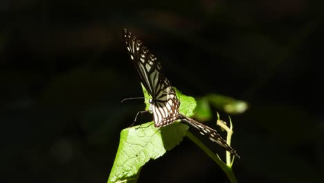 Butterfly-in-leaf-UHD-MP4-4k-.-.