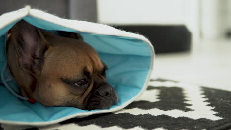 Adorable-Brown-Frenchie-Puppy-Resting-And-Hiding-Head-Inside-Its-Soft-Fabric-Cone-Collar---Closeup-Shot