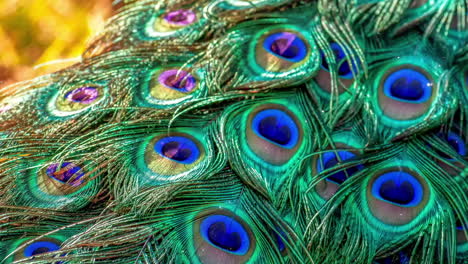 Beautiful-peacock-feathers-opener-or-intro-video-wherein-camera-flybys-through-sparkling-objects