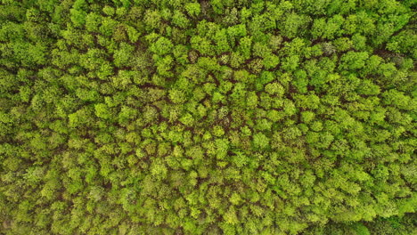 Campo-Con-Hermosos-Arbustos-Verdes