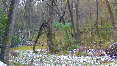 Weißwedelhirschkuh-Und-Ihr-Jährling,-Die-Im-Frühen-Winter-Eines-Holzgebiets-In-Illinois-Einen-Wildpfad-Hinuntergehen