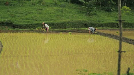 Static-shot-of-unrecognizable-farmers-planting-rice-in-paddy-field