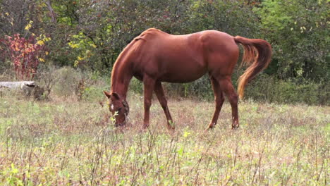 Panning-shot-of-chestnut-brown-horse-walking-and-stopping-to-graze-in-pasture