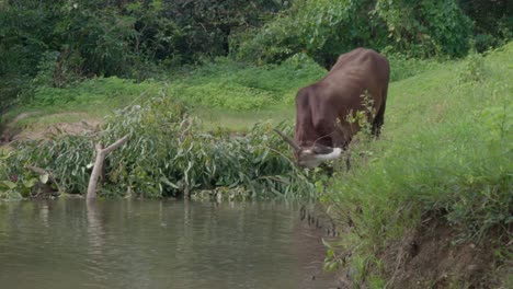 indian-bull-near-water--and-grass