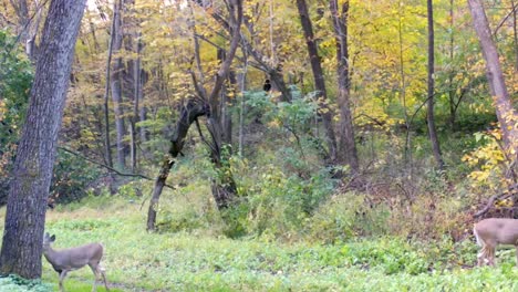 Doe-and-yearling-white-tailed-deer-at-edge-of-a-clearing-of-Illinois-forest-in-early-fall