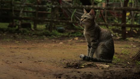 Tabby-cat-sitting-calmly-looking-around