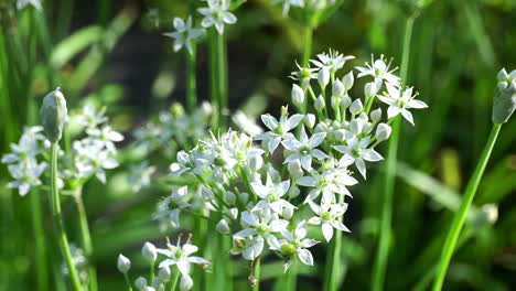 White-chive-blossoms-gently-sway-in-breeze