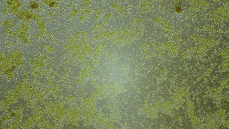 Pequeño-Flujo-De-Algas-Verdes-En-El-Agua-Bajo-El-Microscopio
