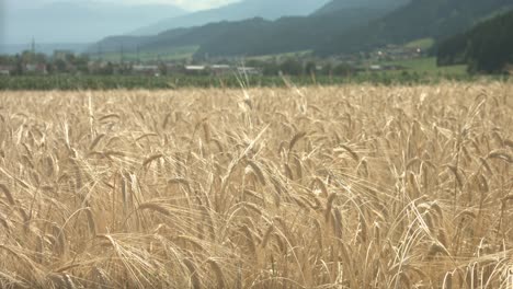 Racking-shot-of-a-Picturesque-scenery-of-a-field-of-wheat-waving-in-the-wind-with-mountains-and-and-a-cloudy-sky-in-the-backgoround