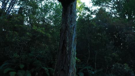 Rising-aerial-tracking-trunk-of-old-tree-in-green-primeval-New-Zealand-forest