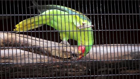 Great-billed-Parrot-Eat-branch-to-sharpen-its-red-beak,-shoot-through-metal-net-footage,-bird-park-in-Hambantota