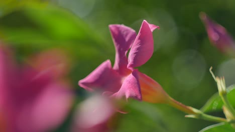 Super-Close-Up-of-Wind-Blowing-Magenta-Colored-Flower-Around-with-Out-of-Focus-Background---Shot-With-Vintage-Helios-44-2-58mm-F2-Lens---Bokeh-Balls