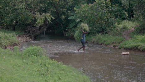 a-farmer-villager-carring-grass-for-his-animals-crossing-river
