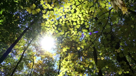 The-sun-shines-through-a-forest-canopy-in-early-autumn