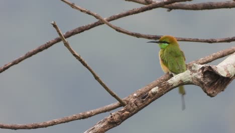 Bee-eater-IN-tree-UHD-MP4-4k-Video-..