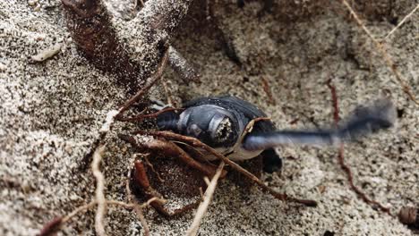 Frisch-Geschlüpfte-Grüne-Meeresschildkröte-Kämpft-Darum,-Mit-Baumwurzeln-Auf-Den-Strandsand-Zu-Klettern