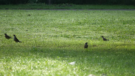 Pájaros,-Pájaro-Negro-Sobre-Hierba-Verde,-Jardín,-Naturaleza,-Vida-Silvestre