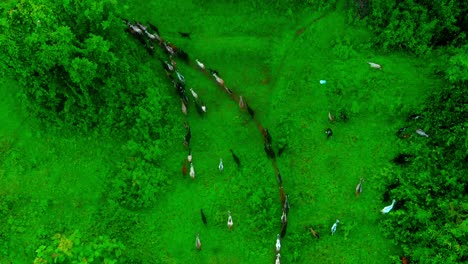 goat-going-home-in-jungal-drone-bird-eye-view