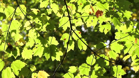Grüne-Baumblätter,-Die-Von-Der-Sonne-Hinterleuchtet-Werden