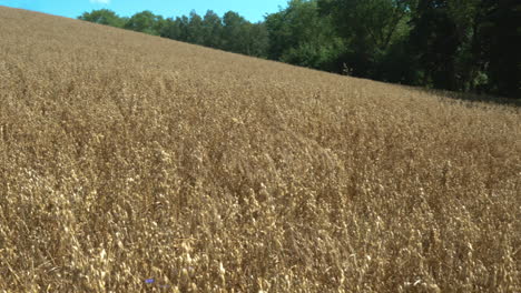 Field-of-gold-oats-and-the-wind-moves-the-ears-of-grain-in-the-wind-near-the-forest