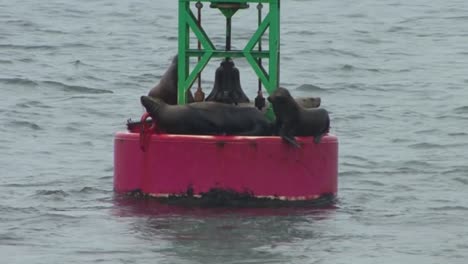 Sea-lions-seeking-refuge-on-a-navigational-buoy-under-a-heavy-rain