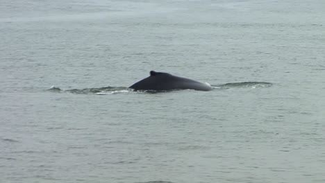 Rückenflosse-Eines-Buckelwals,-Der-An-Einem-Regnerischen-Tag-An-Der-Oberfläche-Schwimmt