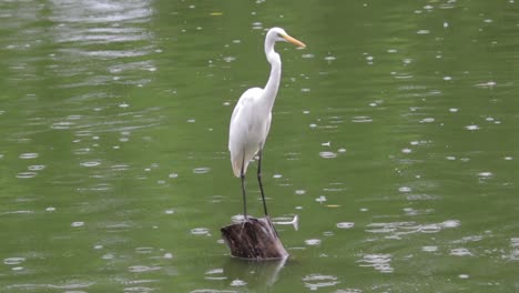 Intermediate-Egret-standing-in-Wooden-pole,-green-water-pond-in-the-rain