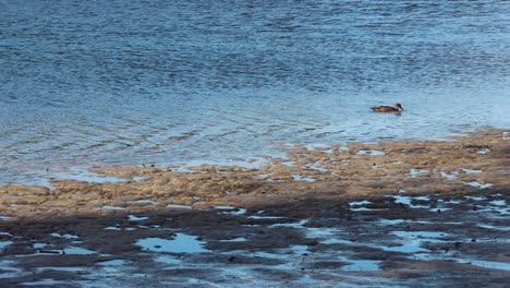 Huskisson-Strand-In-Jervis-Bay-In-Australien-Mit-Enten,-Die-In-Ufernähe-Schwimmen,-Handgeführte-Verfolgungsaufnahme