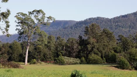 Kangaroo-Valley-landscape-south-of-Sydney-Australia-with-tall-eucalyptus-tree,-Locked-wide-shot