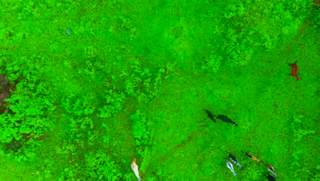 Ziege-Läuft-Gras-Im-Dschungel-Drohnen-Brachschuss