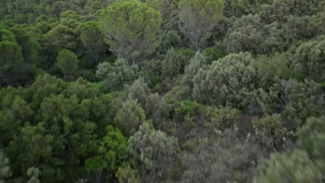 Forward-aerial-view-of-trees