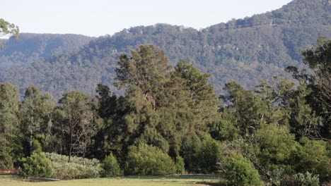 Kangaroo-Valley-forest-and-river-landscape-in-western-Australia,-Locked-wide-shot