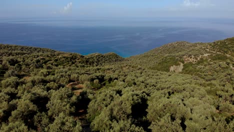 Green-olive-trees-on-hills-above-endless-blue-sea-on-Mediterranean-shoreline-in-Albania