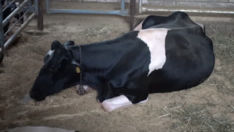Una-Vaca-Lechera-Holstein-Descansa-En-Su-Pluma