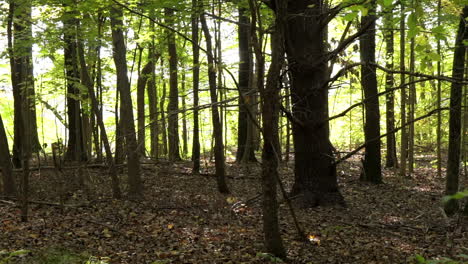 Dense-stand-of-trees-in-a-forest-with-brown-leaf-litter-on-ground