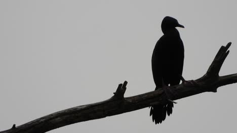cormorant-chilling-on-tree-UHD-MP4-4k-Video-..