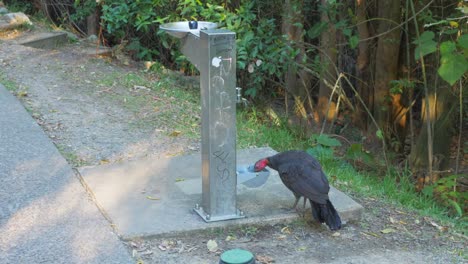 Truthahn-Trinkt-Wasser-In-Buddina-–-Einheimische-Vogelarten-In-Queensland,-Australien-–-Statische-Aufnahme