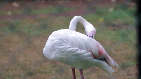Greater-Flamingo-bird-Standing-still-and-Cleaning-its-feathers-b-roll-clip,-Birds-Park,-Hambantota