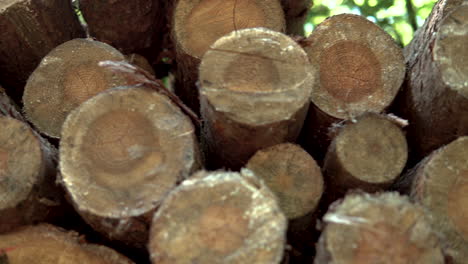 right-to-left-Large-Stack-Of-Lumber-Logs-close-up-and-macro,-natural-environment-cut-off