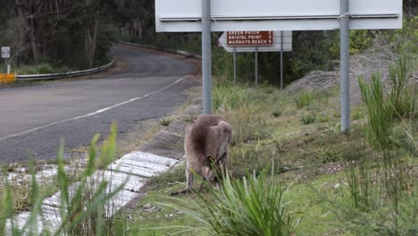 Kangaroo-feeding-on-the-grass-by-the-side-of-the-road-on-Booderee-National-Park-Australia,-Handheld-stable-shot