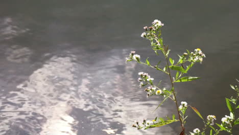 Wild-flowers-with-shimmering-water-reflecting-sunlight-and-sky-in-the-background