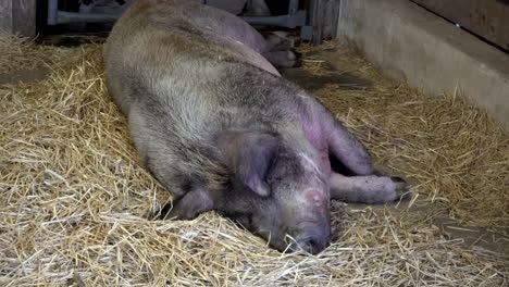 Medium-shot-of-hog-asleep-in-straw-bedding