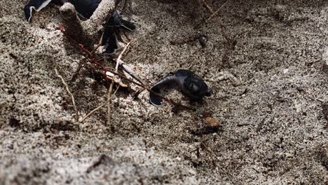 Newly-Born-Baby-Green-Sea-Turtles,-One-Is-Crawling-And-The-Other-One-Tries-To-Come-Out-In-The-Sand