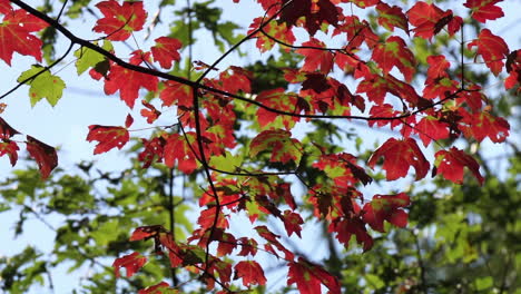 Maple-tree-leaves-turned-red-in-autumn