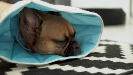 Traurige-Und-Schlafende-Französische-Bulldogge-Mit-Schutzkragen-Liegt-Auf-Dem-Teppich-Und-Blinzelt-Mit-Den-Augen?