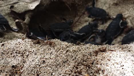 Baby-Sea-Turtles-Crawling-And-Leaving-Its-Nest---Sea-Turtle-Hatchlings-Making-Their-Way-To-The-Ocean