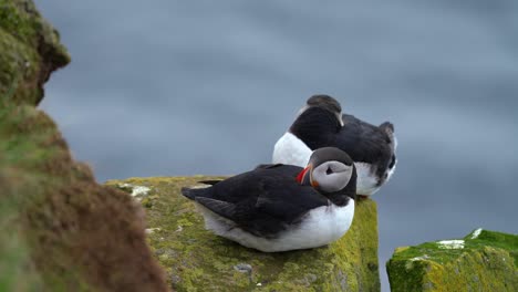 Pair-Of-Puffins-Resting-On-The-Mossy-Rocks-With-Blurry-Water-Flowing-On-The-Background-In-Iceland