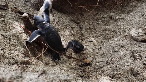 Newly-Hatchling-Baby-Green-Sea-Turtles-Rushing-To-Come-Out-On-A-Sand