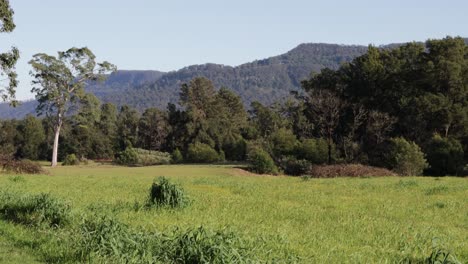 Kangaroo-Valley-national-park-with-tall-pastures-in-western-Australia,-Locked-wide-shot